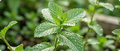Peppermint Oil